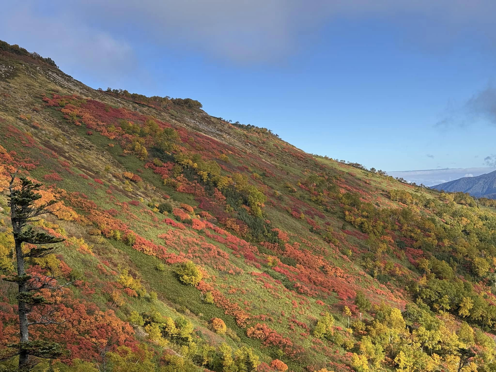 紅葉に染まる上川町の山肌