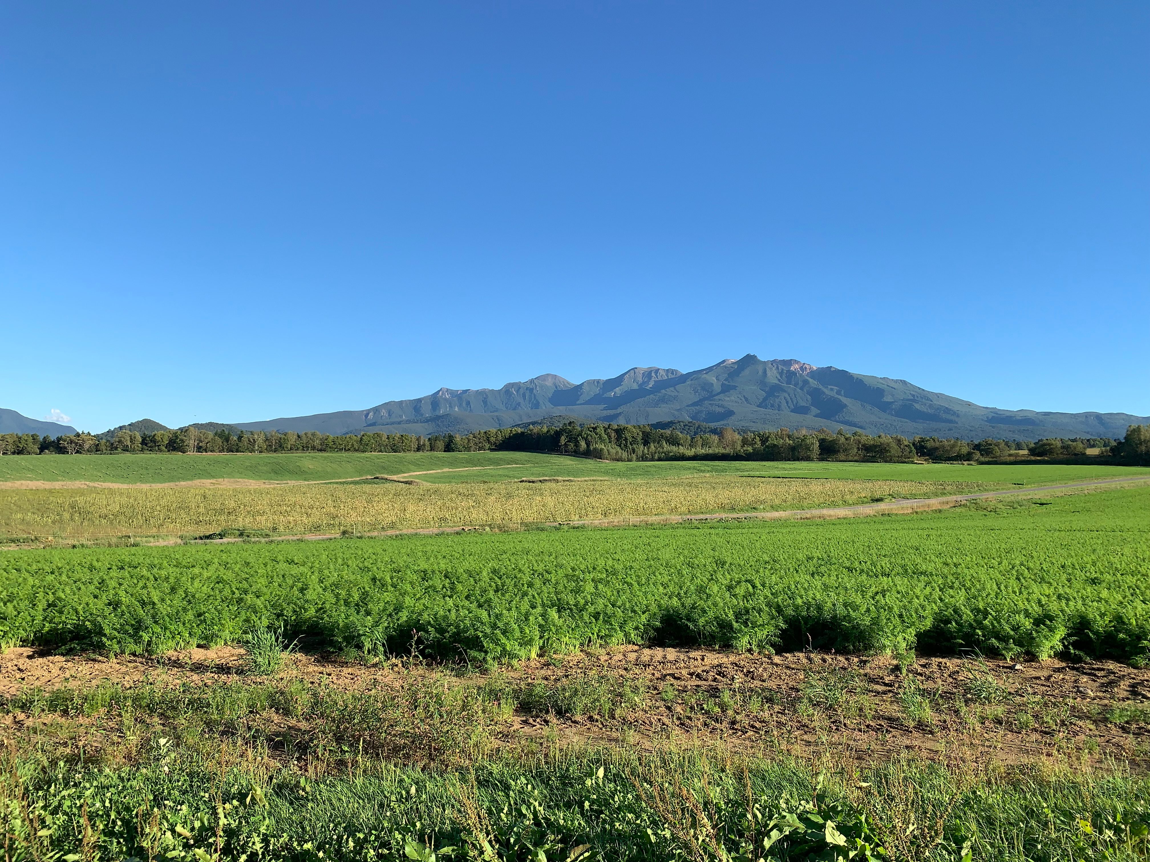 初夏の上川町の畑と大雪山連峰